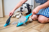 Tierisch sauber: So wird der Frühjahrsputz im Hundehaushalt zum Kinderspiel